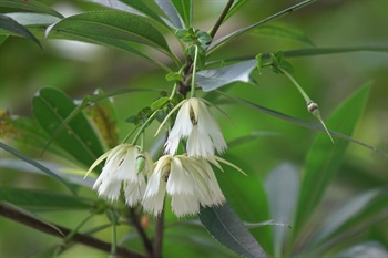 白色，花瓣5片，倒卵形，先端撕裂成30至46條裂片。花萼5片，披針形。