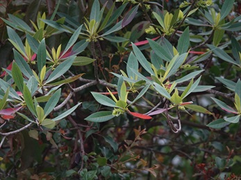 葉片落葉前轉成紅葉，構成「萬綠叢中一點紅」的景緻。