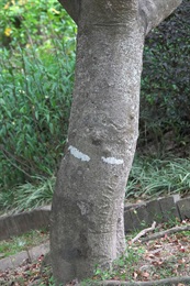 水石榕的樹幹。