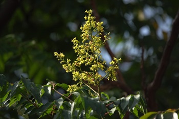 黃色，花瓣4塊，長圓狀披針形。