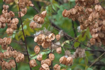 蒴果成熟時褐色，露出近球狀的種子。果瓣外面具網狀脈紋。枝具小疣點，皮孔圓形至橢圓形。