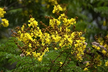 黃色，花瓣5塊，倒卵形，邊緣波狀皺褶。