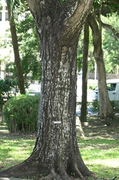 盾柱木的樹幹。