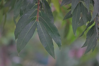 披針形至長圓形，側脈近葉緣2毫米處結合成邊脈，網脈明顯。小枝圓柱形至近圓柱形，褐紅色。