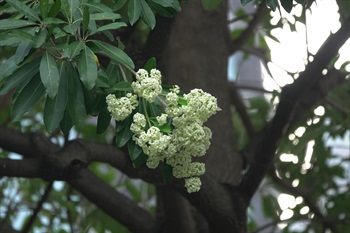 花綠白色。花序頂生。花瓣合生。