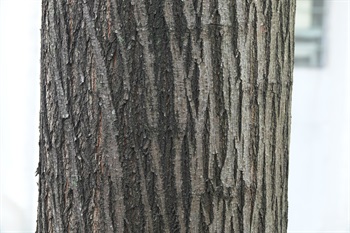 主幹樹皮灰褐色，縱裂。