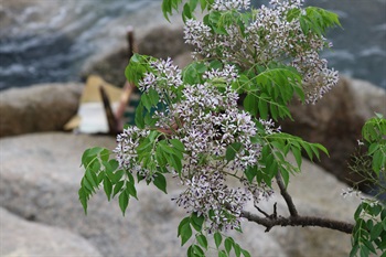 花瓣5片，淡紫色，倒卵狀匙形。雄蕊筒紫色，頂端10齒裂，像一奶油噴嘴。