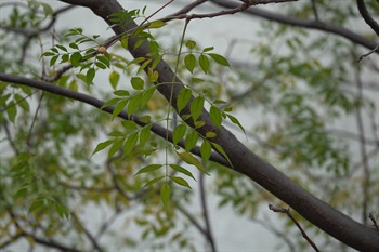 照片中的葉片為二回奇數羽狀複葉。落葉前轉黃。