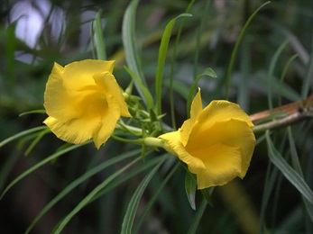 花冠漏斗狀，5裂，裂片傾斜倒卵形，黃色，向左覆蓋排列。