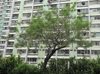 黄花夹竹桃的外观。