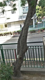黄花夹竹桃的树干。