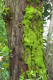 偶見苔蘚植物生長在大葉桉的樹皮上。