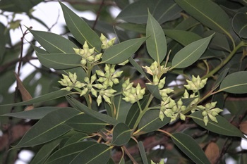 花朵結構特殊。萼管半球形或倒圓錐形。花萼、花瓣合生成一錐形的帽狀體，帽狀體約與萼管同長，先端收縮成喙。