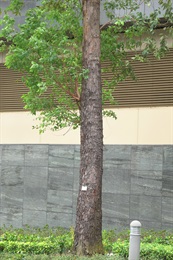 大葉桉的樹幹。