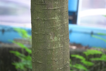 主幹樹皮灰褐色。