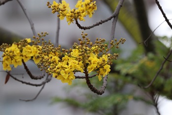 黃色，花瓣5枚，倒卵狀圓形，邊緣波狀。