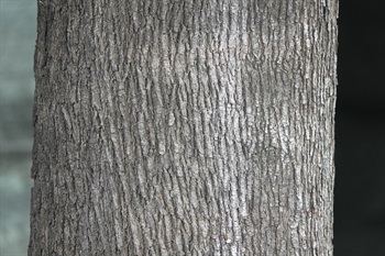 主幹樹皮暗灰色或暗褐色，具淺皺縱裂。