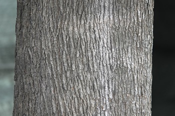 Bark of trunk dark grey or dark brown, longitudinally and shallowly fissured.