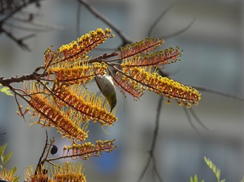 During its flower period, <em>Grevillea robusta</em> A. Cunn. ex R. Br. exhibits a contrast of orange yellow and green. At the same time, it provides nectars to animals. Flowers arranged on a same plane in the inflorescence, somewhat similar to a brush.