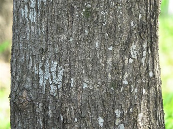 主幹樹皮褐黑色，縱裂且剝落。