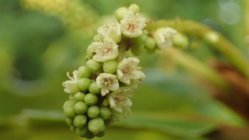 花的特寫。花綠白色，無花瓣。萼筒杯狀，裂片5塊、三角形。