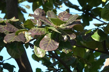 在11月份，葉片開始轉紫紅色。