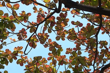 在陽光映照下，欖仁樹的紅葉橙紅色。