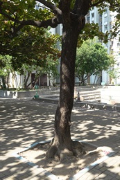欖仁樹的樹幹。