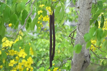 莢果圓柱形，成熟時黑褐色，不開裂，形狀有如臘腸。
