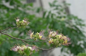 花瓣4塊，白色，後轉淡黃色，卵形至長圓形。