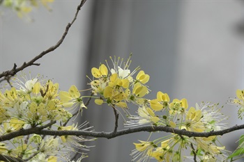 花瓣具瓣柄（亦稱之為爪）。此植株雄蕊白色。