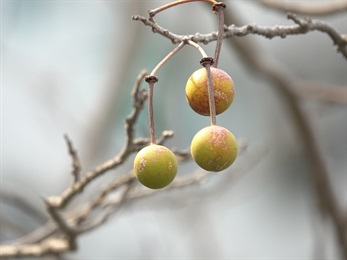 漿果球狀，表面光滑，果柄上常有一個節。