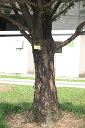 羅漢松的樹幹。