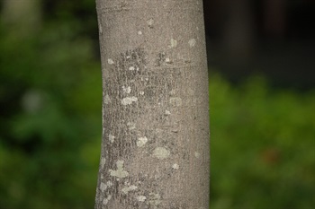 Bark of trunk grey.