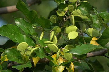 Legume elliptic to oblong, flattened, indehiscent. The short beak at the apex slightly curved.