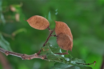 Legume brown when dried.