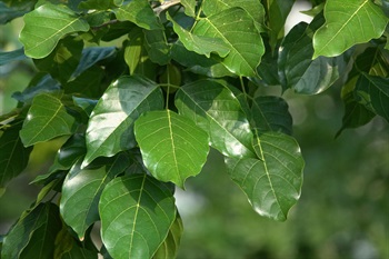 Imparipinnate. Leaflets opposite, ovate, broadly elliptic to oblong-elliptic, dark green and glossy.