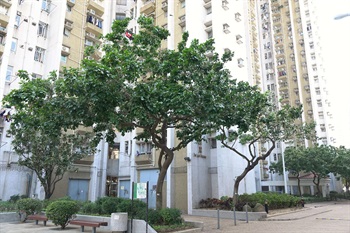 Overview of <em>Pongamia pinnata</em> (L.) Merr.