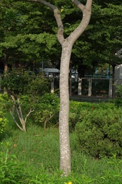 Trunk of <em>Pongamia pinnata</em> (L.) Merr.