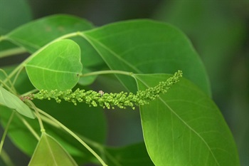 花序頂生，花尚未綻放。花萼裂片3塊，近卵形。