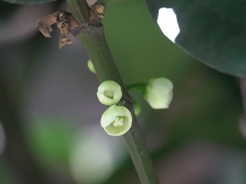 雌花常具長梗，柱頭盾形，3至5深裂。