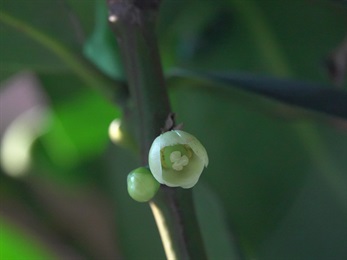 子房球狀，花柱極短。