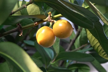 漿果近球狀，成熟時橙黃色，外面光滑。