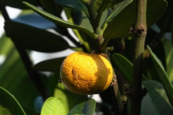 漿果近球狀，成熟時橙黃色。可見有黃色汁液流出。