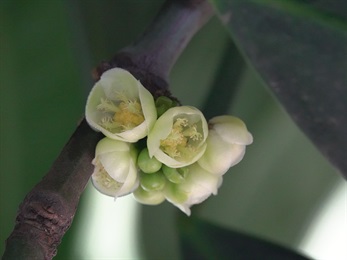花瓣黃綠色至綠白色，倒卵形。花萼及花瓣均5枚。雄蕊多數，合生成5束。