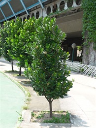 菲島福木的外觀。