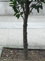 菲島福木的樹幹。