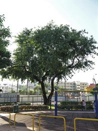位於賈炳達道公園的一株菩提樹，古樹名木編號為LCSD KC/11。