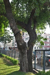 該株菩提樹的樹幹，胸徑達1.073米。
