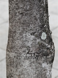 Bark greyish black, shows the ring from grafting.